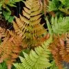 Autumn Fern - Dryopteris Erythrosora - 1 Gallon Pot -Garden & Outdoor Sale Shop Fern Autumn 500x750 1