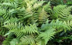 Autumn Fern (Dryopteris Erythrosora) - 3 Gallon -Garden & Outdoor Sale Shop Fern Autumn Summer 1