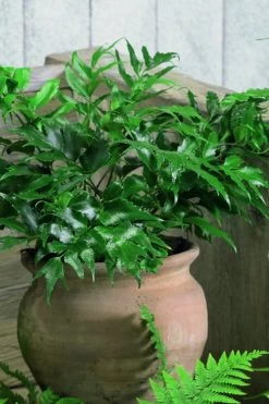 Japanese Holly Fern - Cyrtomium Falcatum 'Rochfordianum' - 2.5 Quart Pot -Garden & Outdoor Sale Shop Fern Japanese Holly 8