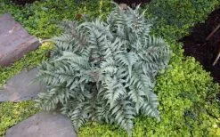 Japanese Painted Fern - 6 Pack Of 1 Gallon Pots -Garden & Outdoor Sale Shop Fern Japanese Painted 13