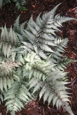 Japanese Painted Fern - 6 Pack Of 1 Gallon Pots -Garden & Outdoor Sale Shop Fern Japanese Painted 15