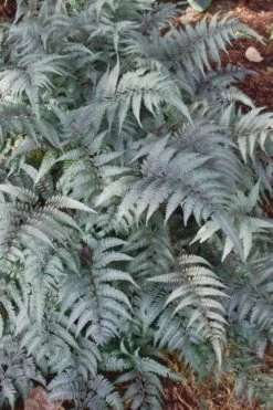 Japanese Painted Fern - 6 Pack Of 1 Gallon Pots -Garden & Outdoor Sale Shop Fern Japanese Painted 500x750 1