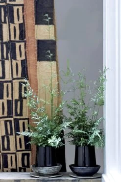 Silver Lace Fern - 5 Pack Of Quart Pots 12 Silver Lace Fern - 5 Pack Of Quart Pots -Garden & Outdoor Sale Shop Fern Silver Lace 6