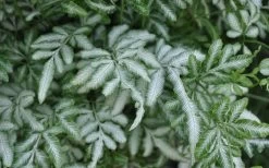 Silver Lace Fern - 5 Pack Of Quart Pots 13 Silver Lace Fern - 5 Pack Of Quart Pots -Garden & Outdoor Sale Shop Fern Silver Lace Closeup