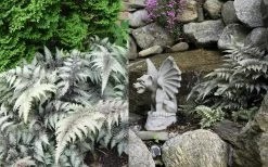Japanese Painted Fern - 6 Pack Of 1 Gallon Pots -Garden & Outdoor Sale Shop Fern japanese painted 2