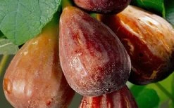 Brown Turkey Fig Tree - 3 Gallon Pot -Garden & Outdoor Sale Shop Fig Brown Turkey 20