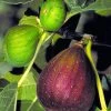 Brown Turkey Fig Tree - 3 Gallon Pot -Garden & Outdoor Sale Shop Fig Brown Turkey BS