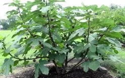Chicago Cold Hardy Fig Tree - 5 Gallon Pot -Garden & Outdoor Sale Shop Fig Chicago Cold Hardy 1