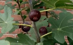 Chicago Cold Hardy Fig Tree - 3 Gallon Pot -Garden & Outdoor Sale Shop Fig Chicago Cold Hardy 2