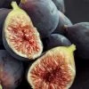 Chicago Cold Hardy Fig Tree - 5 Gallon Pot -Garden & Outdoor Sale Shop Fig Chicago Cold Hardy Rev 2 500x750 1