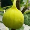 Italian Honey Fig Tree (Ficus Carica 'Lattarula') - 1 Gallon Pot
