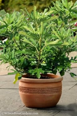 Little Ruby Dwarf Fig Tree - 3 Gallon Pot -Garden & Outdoor Sale Shop Fig Little Miss Figgy 1