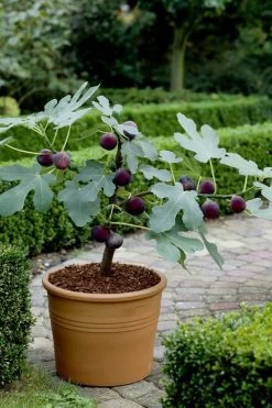 Texas Everbearing Fig Tree - 6 Pack Of 1 Gallon Pots -Garden & Outdoor Sale Shop Fig Texas Everbearing 13