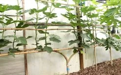 Texas Everbearing Fig Tree - 6 Pack Of 1 Gallon Pots -Garden & Outdoor Sale Shop Fig Texas Everbearing 6