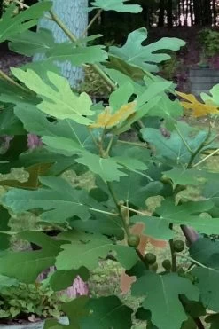 Texas Everbearing Fig Tree - 6 Pack Of 1 Gallon Pots -Garden & Outdoor Sale Shop Fig Texas Everbearing 7