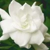 August Beauty Gardenia - 1 Gallon Pot -Garden & Outdoor Sale Shop Gardenia August Beauty 5 500x750 1