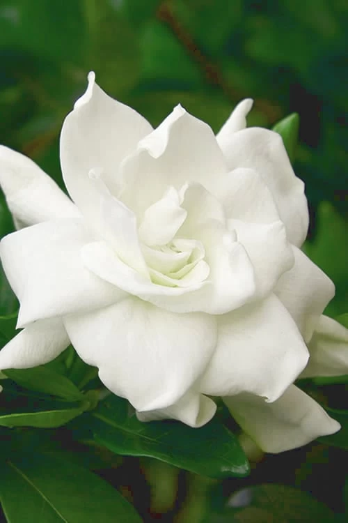 August Beauty Gardenia - 1 Gallon Pot 3 August Beauty Gardenia - 1 Gallon Pot