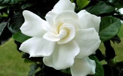 August Beauty Gardenia - 2.5 Quart Pot -Garden & Outdoor Sale Shop Gardenia August Beauty Flower Closeup 4