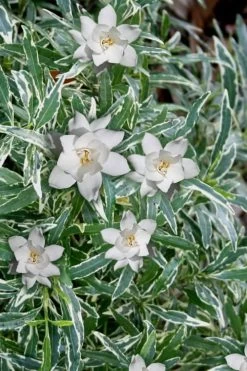 Variegated Creeping Dwarf Gardenia - 6 Pack Of 1 Gallon Pots