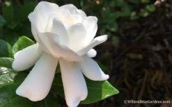 Crown Jewel Gardenia - 1 Gallon Pot -Garden & Outdoor Sale Shop Gardenia Crown Jewel 4