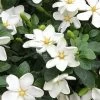 Hardy Fragrant Daisy Gardenia Bush - 1 Gallon Pot -Garden & Outdoor Sale Shop Gardenia Daisy 20