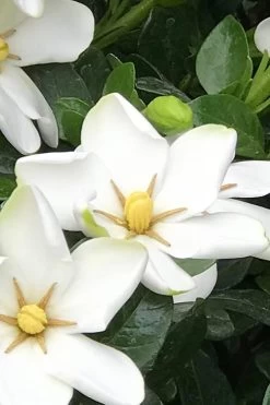 Hardy Fragrant Daisy Gardenia Bush - 1 Gallon Pot -Garden & Outdoor Sale Shop Gardenia Daisy 21