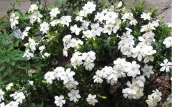 Hardy Fragrant Daisy Gardenia Bush - 6 Pack Of 1 Gallon Pots -Garden & Outdoor Sale Shop Gardenia Daisy Blooms 2 1