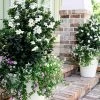 Diamond Spire Gardenia - 2 Gallon Pot -Garden & Outdoor Sale Shop Gardenia Diamond Spire 1
