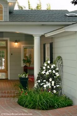 Diamond Spire Gardenia - 1 Gallon Pot -Garden & Outdoor Sale Shop Gardenia Diamond Spire 5 2