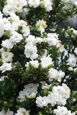 Double Mint Gardenia - 1 Gallon Pot -Garden & Outdoor Sale Shop Gardenia Double Mint 2 2