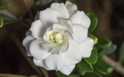 Double Mint Gardenia - 3 Gallon Pot -Garden & Outdoor Sale Shop Gardenia Double Mint 6 1