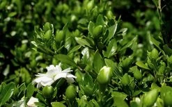 Double Mint Gardenia - 3 Gallon Pot -Garden & Outdoor Sale Shop Gardenia Double Mint 7 1