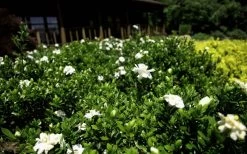 Double Mint Gardenia - 2 Gallon Pot -Garden & Outdoor Sale Shop Gardenia Double Mint 8 3