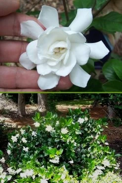 Fall In Love Cold Hardy Gardenia - 1 Gallon Pot -Garden & Outdoor Sale Shop Gardenia Fall In Love BS
