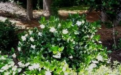 Fall In Love Cold Hardy Gardenia - 1 Gallon Pot -Garden & Outdoor Sale Shop Gardenia Fallin In Love Shrub