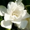 Jubilation Gardenia - 1 Gallon Pot 1 Jubilation Gardenia - 1 Gallon Pot -Garden & Outdoor Sale Shop Gardenia Jubilation BS 4