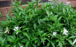 Radicans Creeping Dwarf Gardenia - 1 Gallon Pot 17 Radicans Creeping Dwarf Gardenia - 1 Gallon Pot -Garden & Outdoor Sale Shop Gardenia Radicans 53 1
