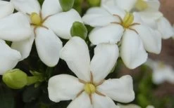 ScentAmazing Gardenia - 2 Gallon Pot -Garden & Outdoor Sale Shop Gardenia Scentamazing 20 1