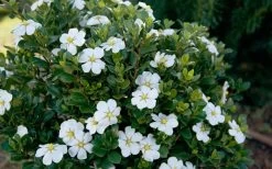 ScentAmazing Gardenia - 1 Gallon Pot -Garden & Outdoor Sale Shop Gardenia Scentamazing Shrub
