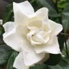 Sweet Tea Gardenia - 3 Gallon Pot -Garden & Outdoor Sale Shop Gardenia Sweet Tea 3