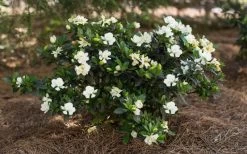 Sweet Tea Gardenia - 3 Gallon Pot -Garden & Outdoor Sale Shop Gardenia Sweet Tea 5