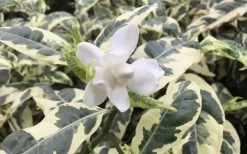 Variegated Gardenia - 1 Gallon Pot -Garden & Outdoor Sale Shop Gardenia Variegated 1