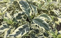 Variegated August Beauty Gardenia - 1 Gallon Pot -Garden & Outdoor Sale Shop Gardenia Variegated 2 2