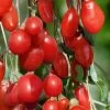 Goji Berry Plant - Lycium Barbarum - 1 Gallon Pot
