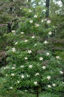 Sweet Tea Mountain Gordlinia - 3 Gallon Pot -Garden & Outdoor Sale Shop Gordlinia Sweet Tea 12