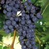 Concord Seedless Grape Vine - 1 Gallon Pot -Garden & Outdoor Sale Shop Grape Concord 1