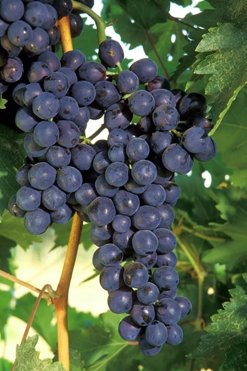Concord Seedless Grape Vine - 1 Gallon Pot 3 Concord Seedless Grape Vine - 1 Gallon Pot
