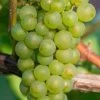 Niagara Seedless Grape Vine - 3 Gallon Pot 1 Niagara Seedless Grape Vine - 3 Gallon Pot -Garden & Outdoor Sale Shop Grape Niagra 3 1