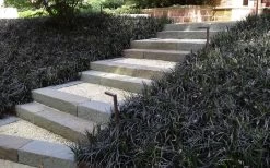 Black Mondo Grass - Ophiopogon Planiscapus 'Nigrescens' - 6 Pack Of 1 Gallon Pots -Garden & Outdoor Sale Shop Grass Mondo Black 1