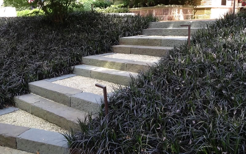 Black Mondo Grass - Ophiopogon Planiscapus 'Nigrescens' - 1 Gallon Pot 6 Black Mondo Grass - Ophiopogon Planiscapus 'Nigrescens' - 1 Gallon Pot - Image 4